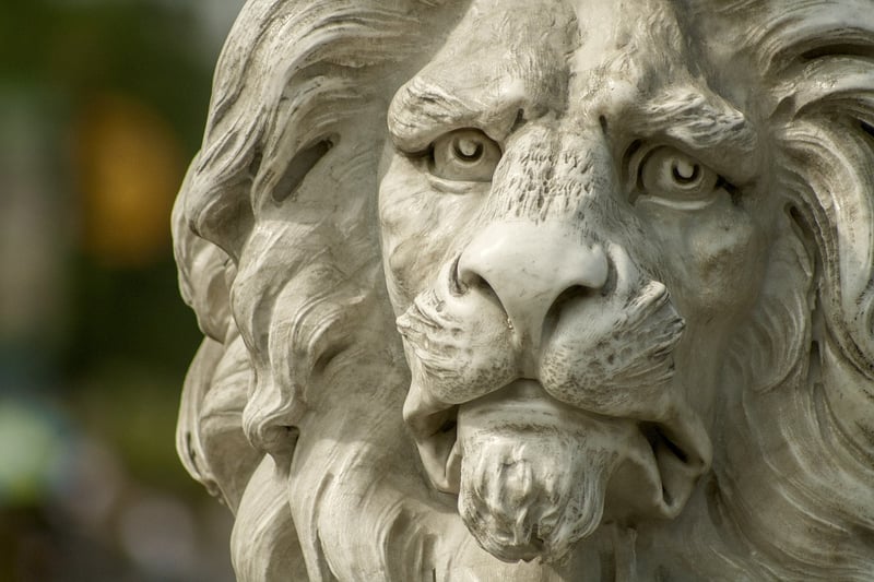 Lion in the savannah